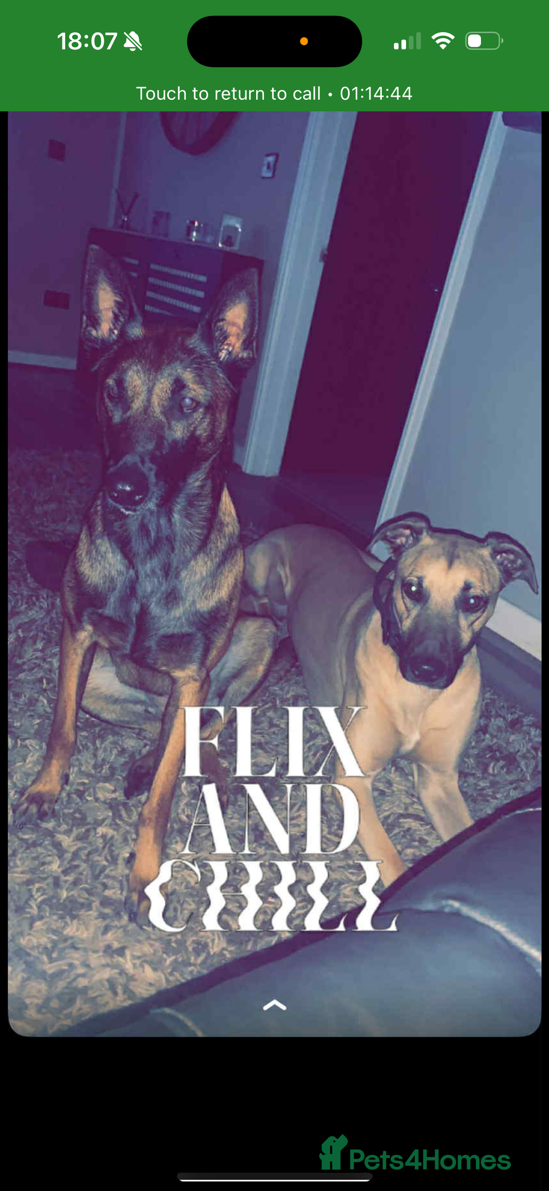 Mixed Breed dogs for sale: Belgian mali cross bullgreyhound PUPPIES  - Advert 4