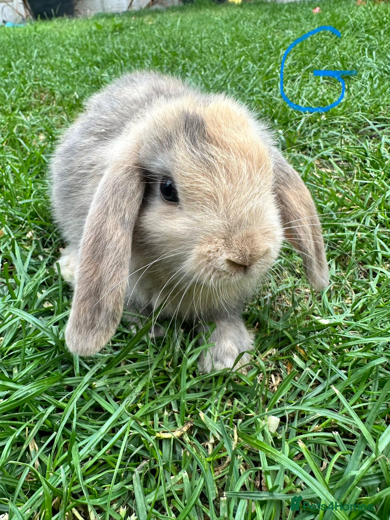 Mini Lop rabbits Mini Lop Rabbits For Sale  - Advert 2