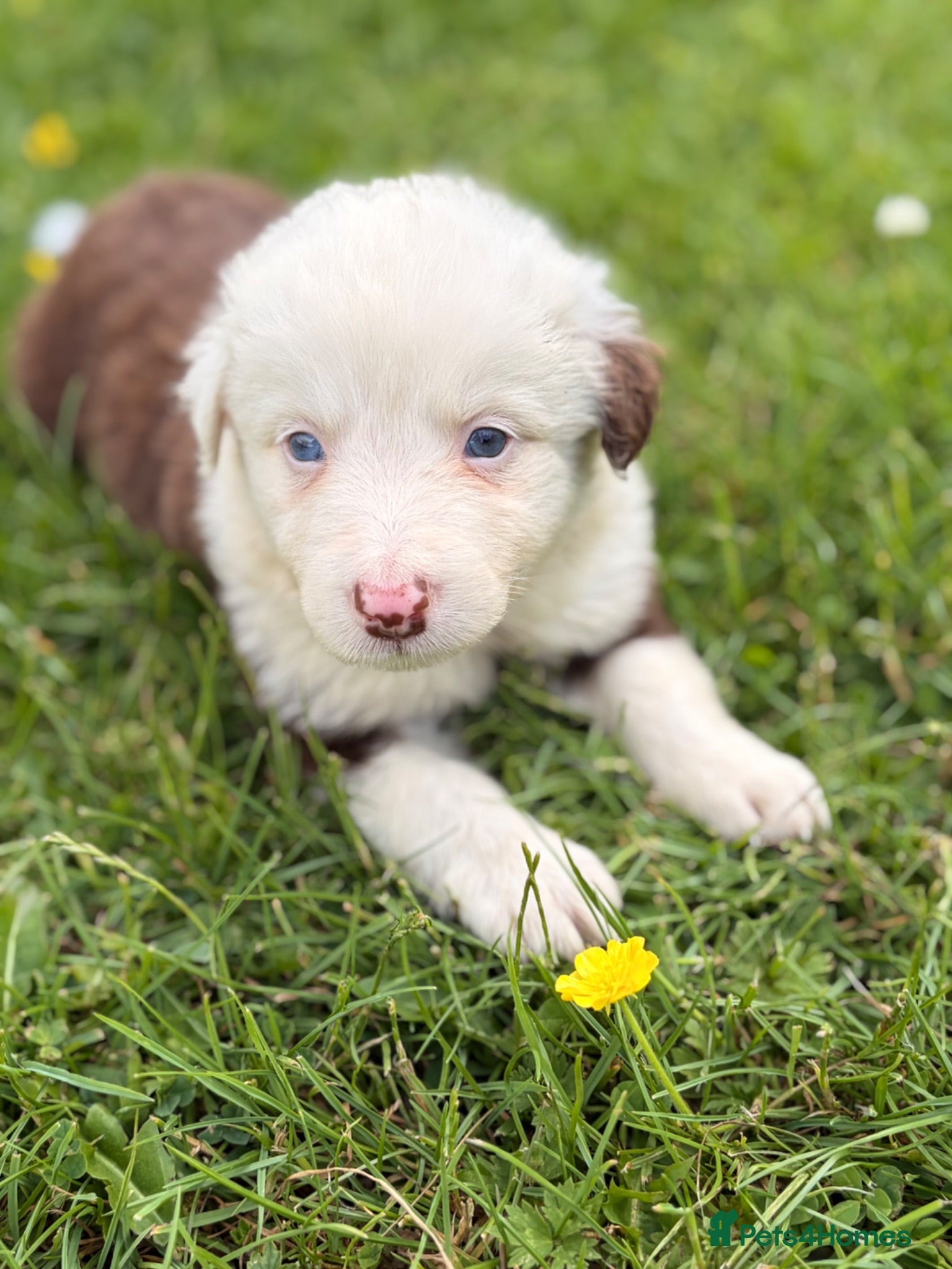 Border Collie dogs BEAUTIFUL BC PUPS, HEALTH TESTED CLEAR PARENTS  - Advert 2