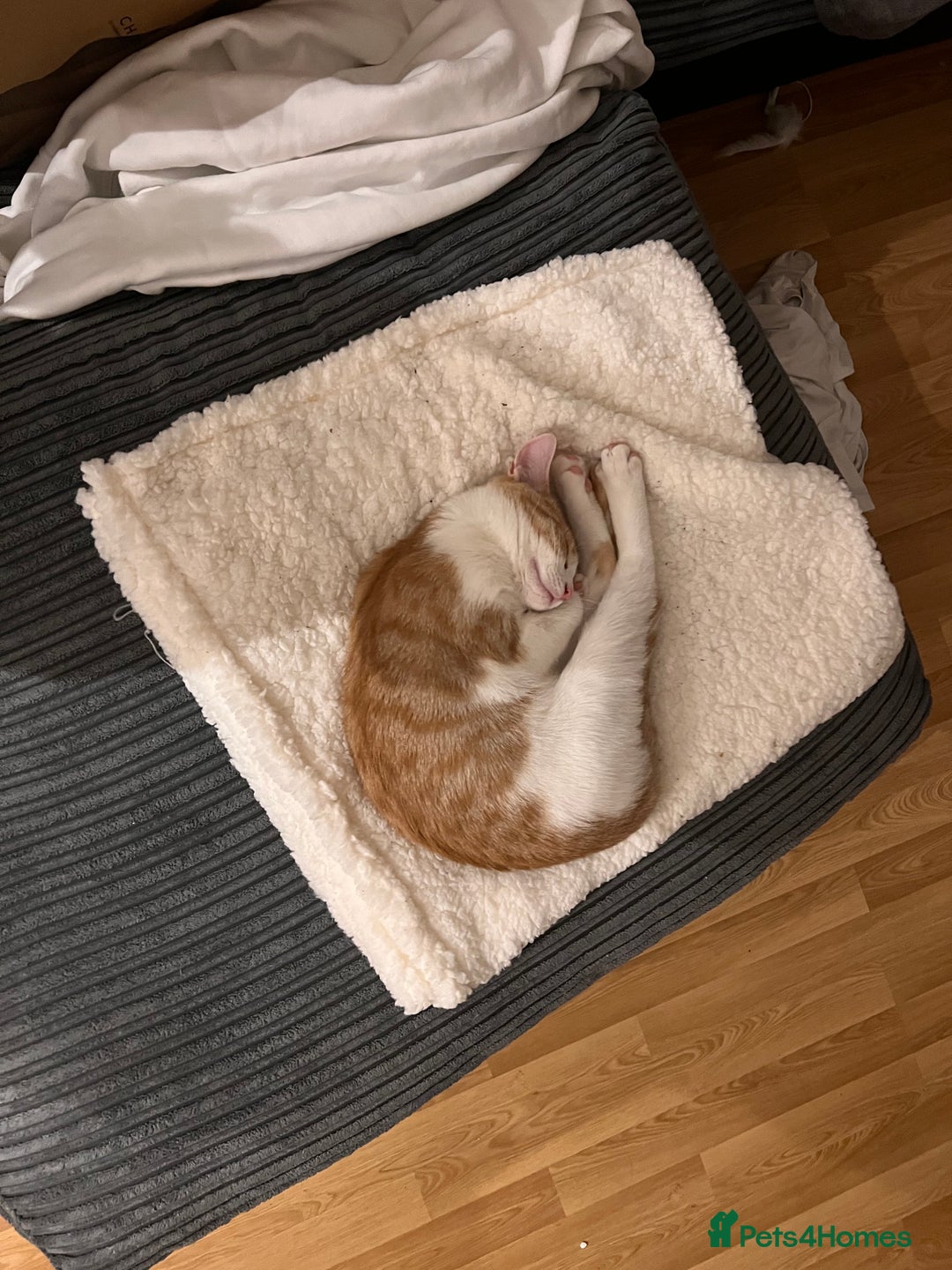 Mixed Breed cats for sale: Kittens For Sale 🐱❤️ - Advert 4