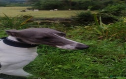 Whippet dogs for sale: Blodwyn needs a loving home  - Image 1
