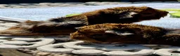 Guinea Pig rodents for sale: Guinea pig babies . Mixed breeds  - Advert 2