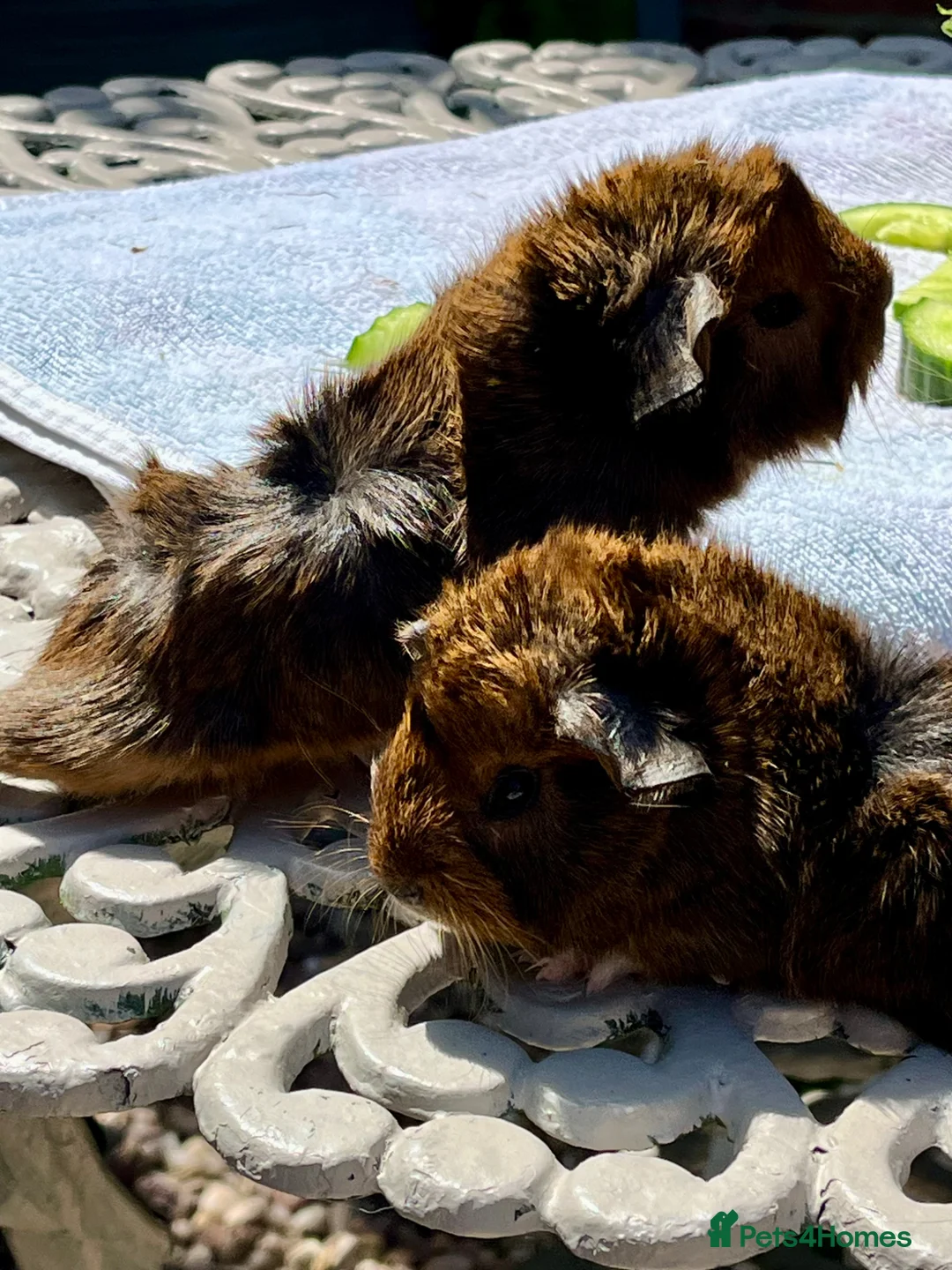 Guinea Pig rodents for sale: Guinea pig babies . Mixed breeds  - Advert 2