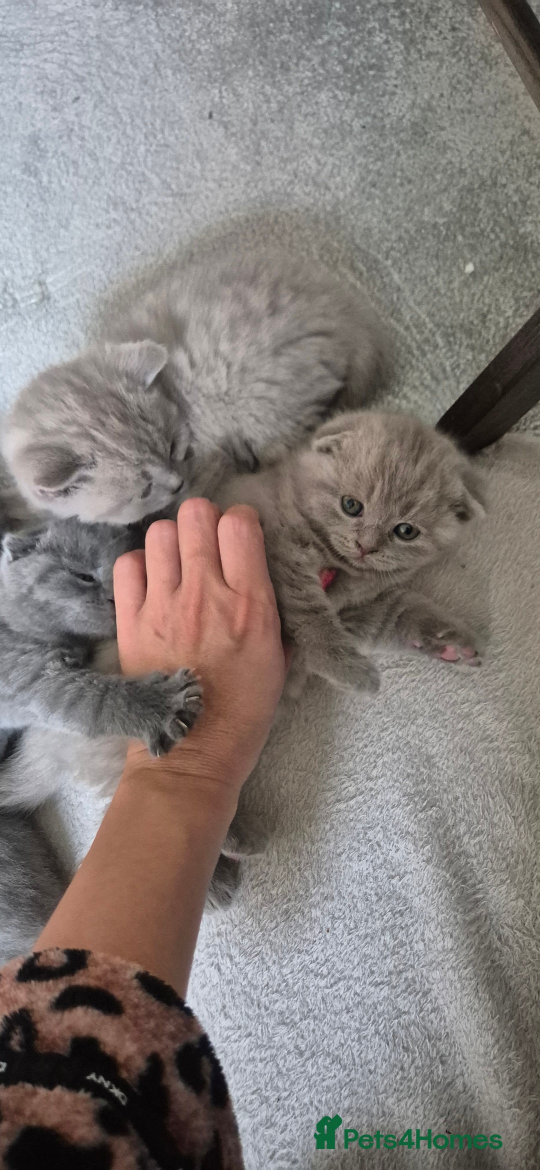 Scottish Fold cats for sale: Scottish fold/straight, lilac and grey colour  - Advert 2