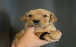 Golden Retriever dogs for sale: KC Registered - Golden Retriever Pups  - Image 15