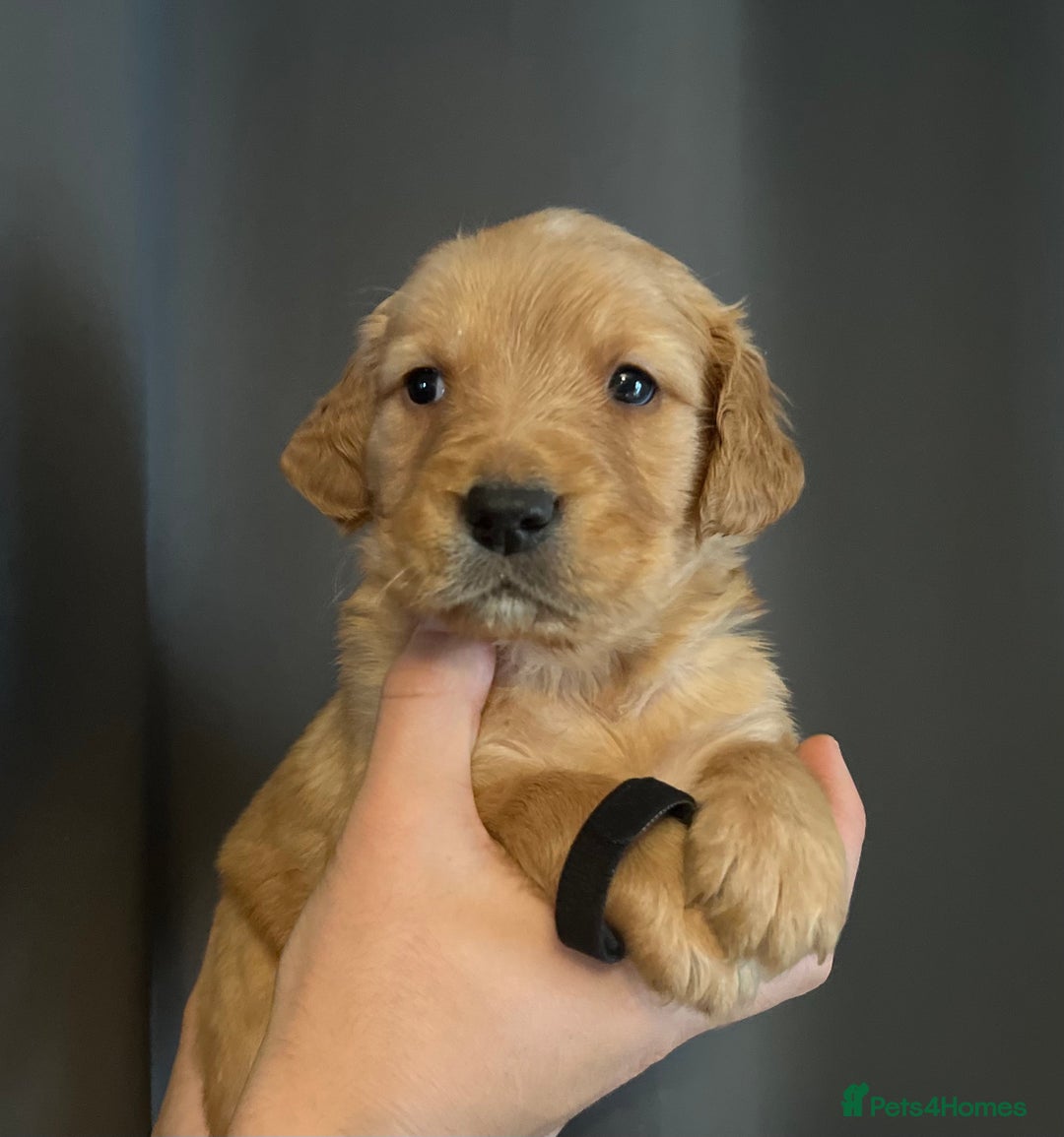 Golden Retriever dogs for sale: KC Registered - Golden Retriever Pups  - Image 15