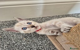 Bengal cats for sale: TICA large/clouded rosettes snow bengal kittens  - Image 10