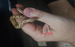 Snake reptiles for sale: Western Hognose Snakes Cb25 - Image 4