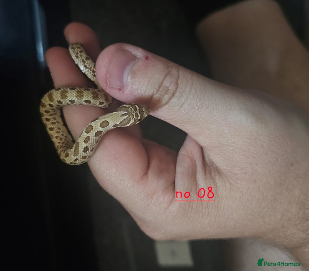 Snake reptiles for sale: Western Hognose Snakes Cb25 - Image 4