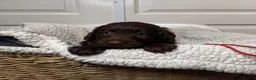 Labradoodle dogs for sale: Adorable labradoodle puppies  - Advert 11