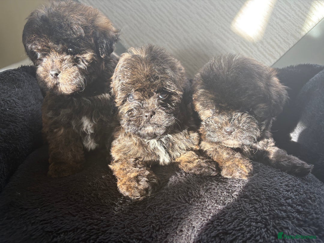Shihpoo dogs for sale: Shih Tzu X poodle X Shihpoo - Image 19