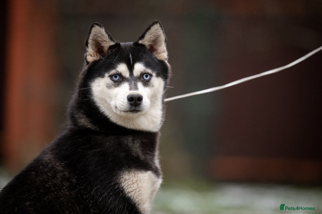 Siberian Husky dogs for adoption: LARA – Female Siberian Husky - Advert 3