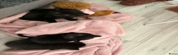 Domestic Shorthair cats for sale: 1x female 2x male black domestic shorthair  in Hull - Advert 7