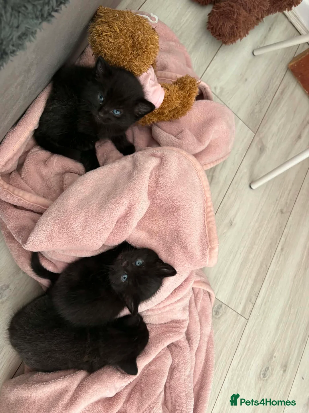 Domestic Shorthair cats for sale: 1x female 2x male black domestic shorthair  in Hull - Advert 7