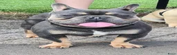 French Bulldog dogs for sale: Forever home needed for this big beautiful boy in Paignton - Advert 2