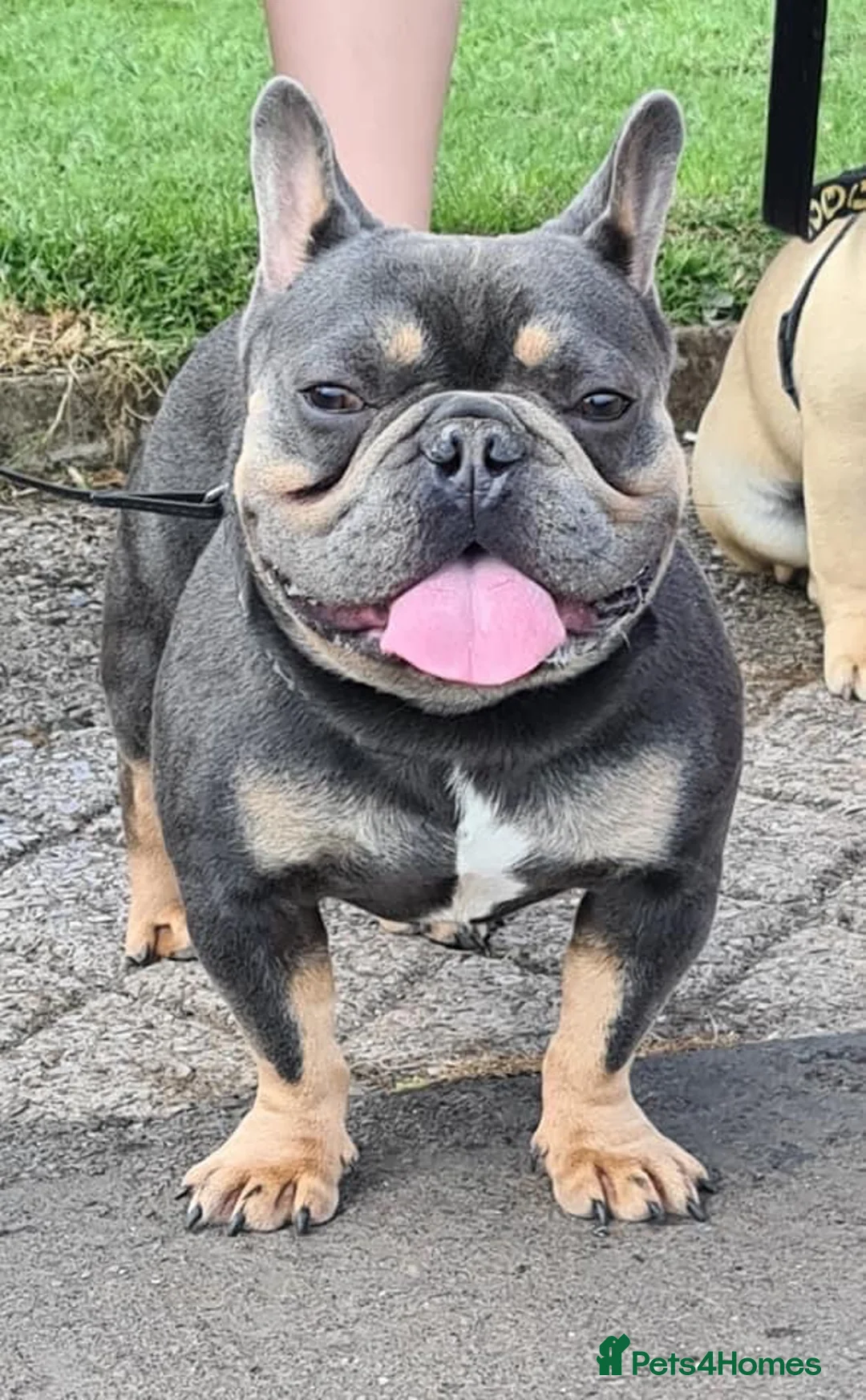 French Bulldog dogs for sale: Forever home needed for this big beautiful boy in Paignton - Advert 2