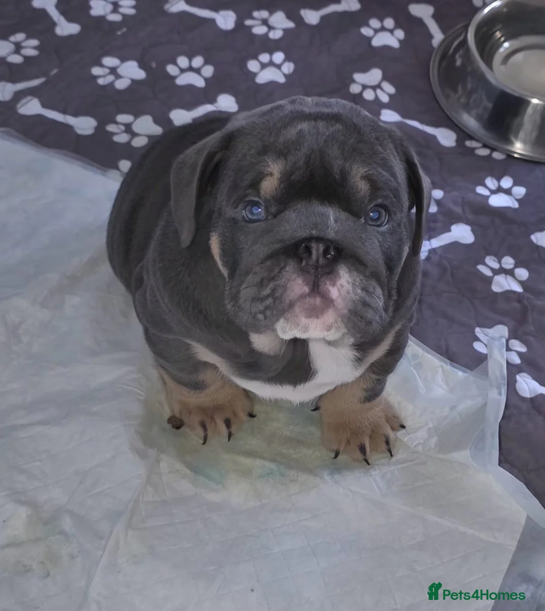 English Bulldog dogs for sale: Blue Boy English Bulldog 💥MASSIVELY REDUCED💥) in Derby - Advert 2