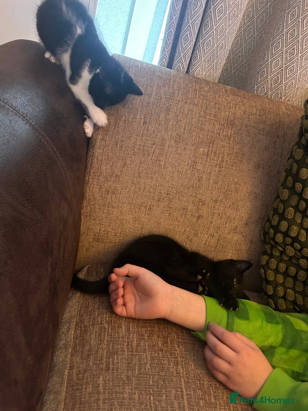 Mixed Breed cats for sale: Bonded Pair of Male Kittens - Must Go Together - Advert 5