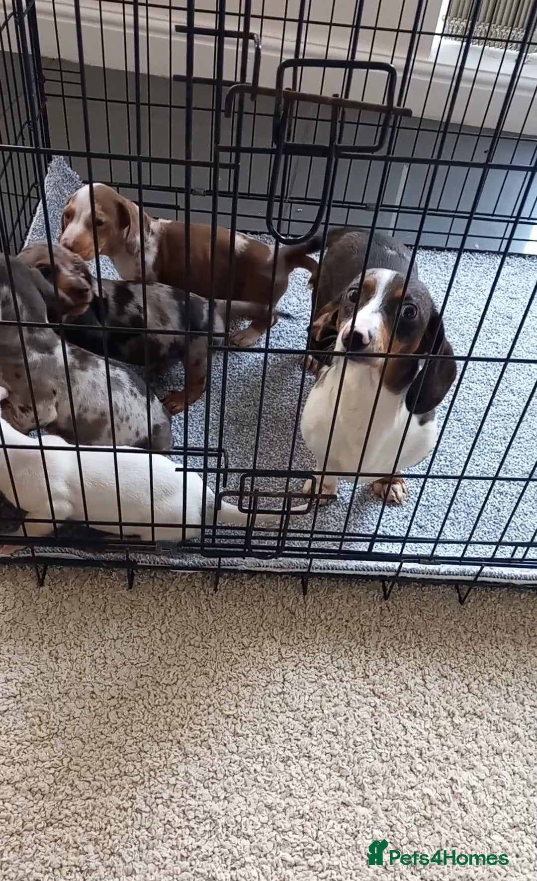 Dachshund dogs for sale: Dachshund - Advert 5