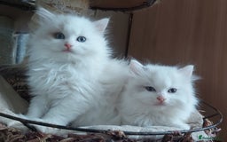 Ragdoll cats for sale: RAGDOLLS BICOLOUR BOY GIRLS BLUE EYES READY NOW  - Advert 36
