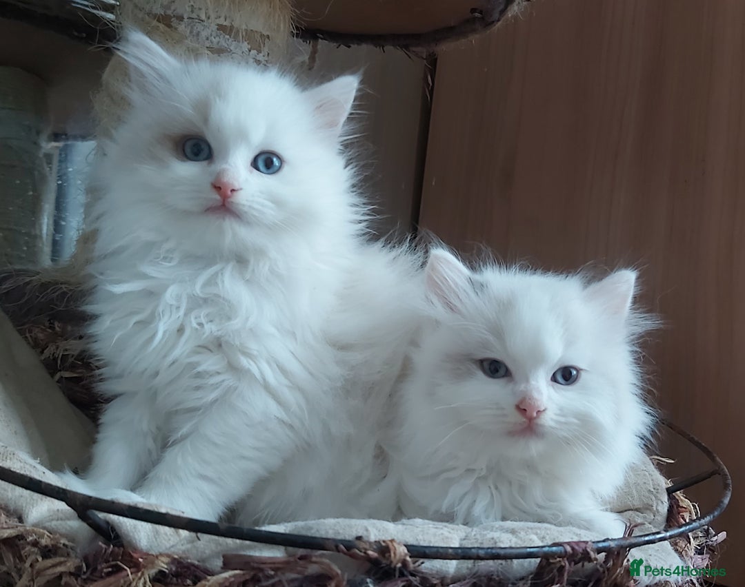 Ragdoll cats for sale: RAGDOLLS BICOLOUR BOY GIRLS BLUE EYES READY NOW  - Advert 36