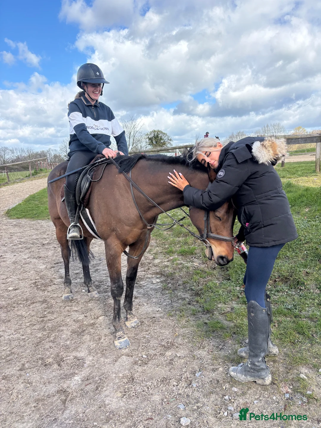 Irish Thoroughbred horses for sale: Super safe teenager dream horse  - Advert 11