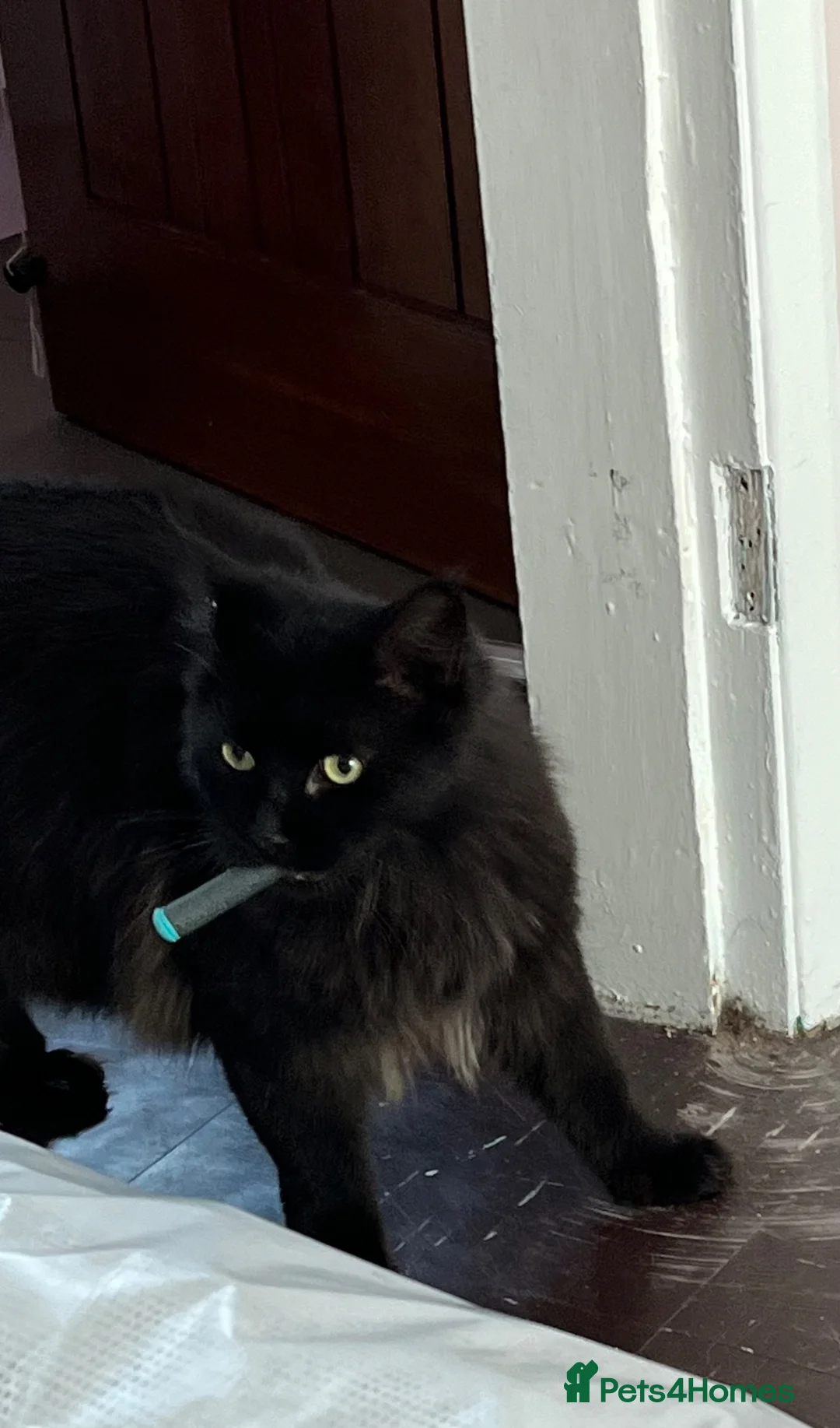 British Longhair cats for sale: Super Affectionate Long Haired Boy - Loki 🖤 - Advert 2