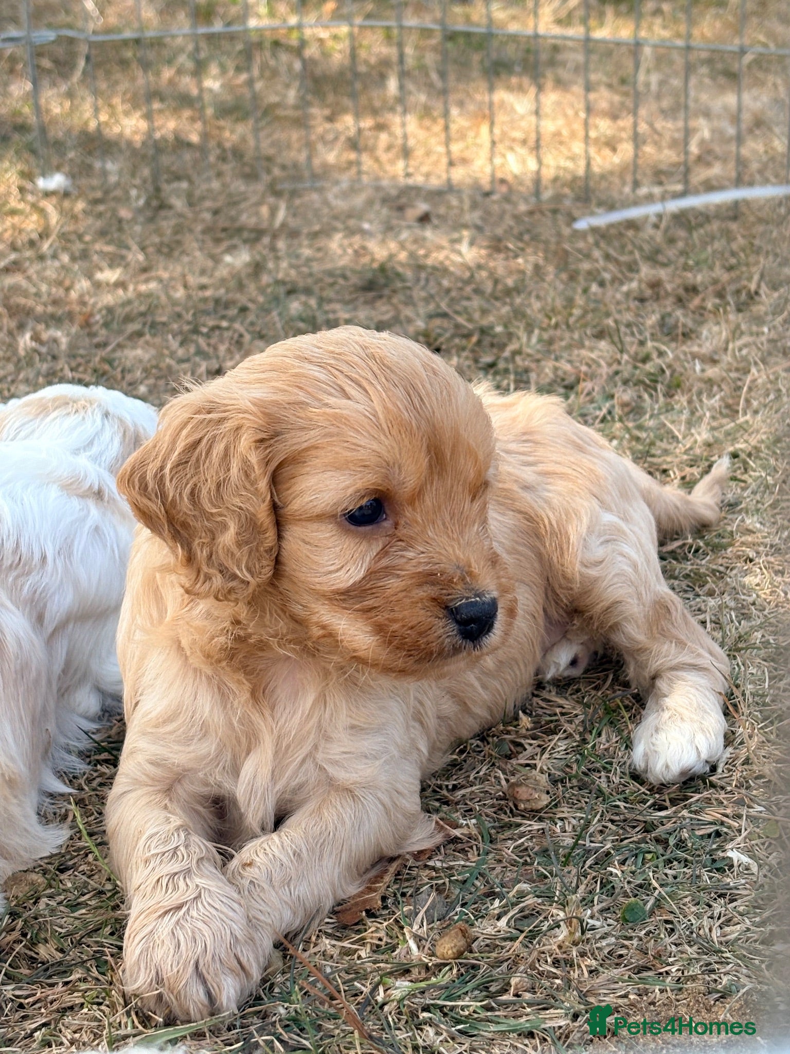 Cavapoo dogs Cavapoo puppies - Advert 15