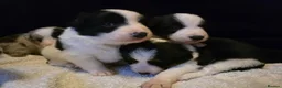 Border Collie dogs for sale: 🐾❤️ Beautiful KC Reg family Collie Puppies  in Shrewsbury - Advert 12