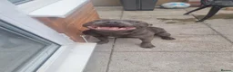 Staffordshire Bull Terrier dogs for sale: Beautiful blue - Advert 3