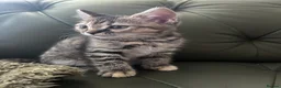 Mixed Breed cats for sale: British shorthair x bengal  - Advert 6