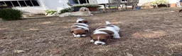 Jack Russell dogs for sale: Delightful Miniature Jack Russell Pups - Advert 8
