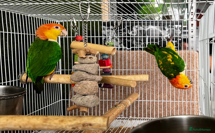 Parrots birds - Advert 12