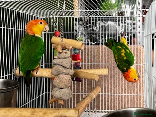 Parrots birds - Advert 4