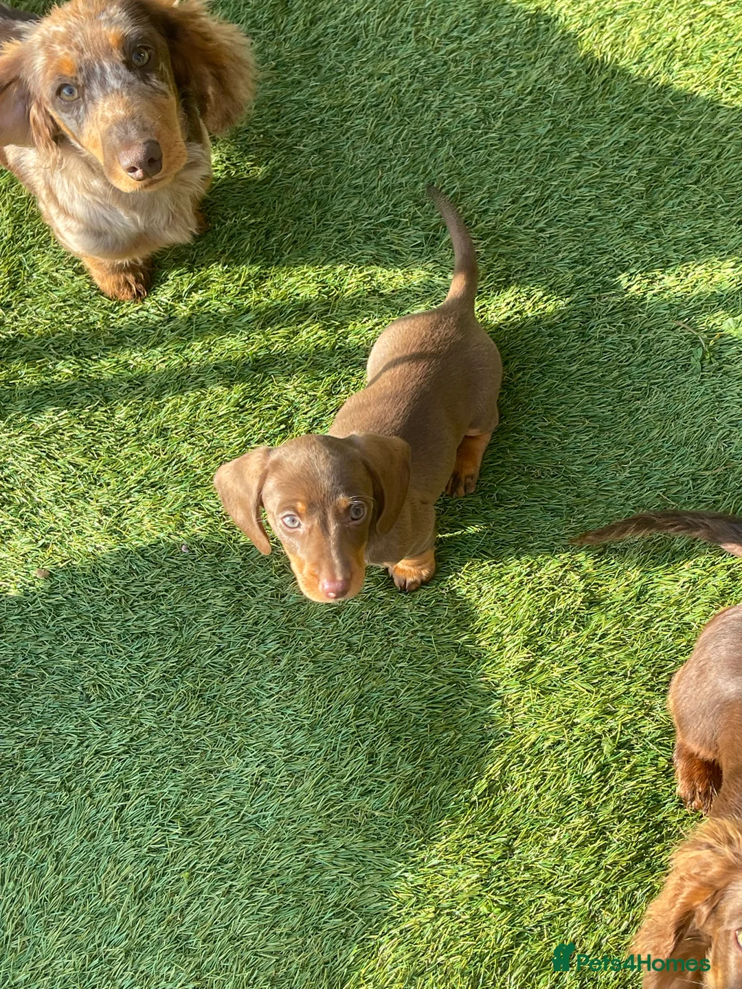 Miniature Dachshund dogs for stud: STUNNING MINIATURE DACHSHUND AVAILABLE AT STUD in Grays - Advert 34