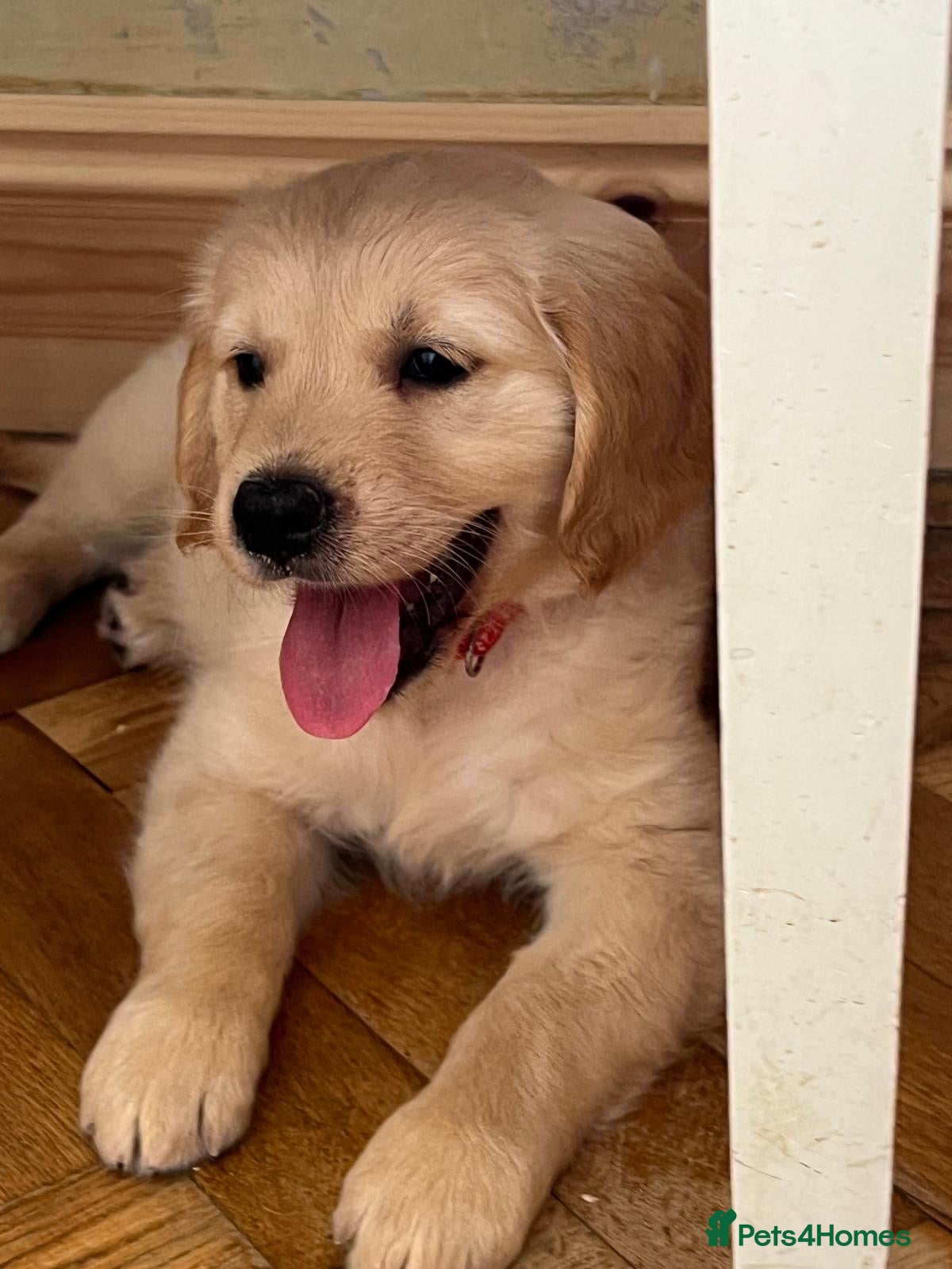 Golden Retriever dogs Ready Now Kennel Club Golden Retriever Puppy - Advert 2