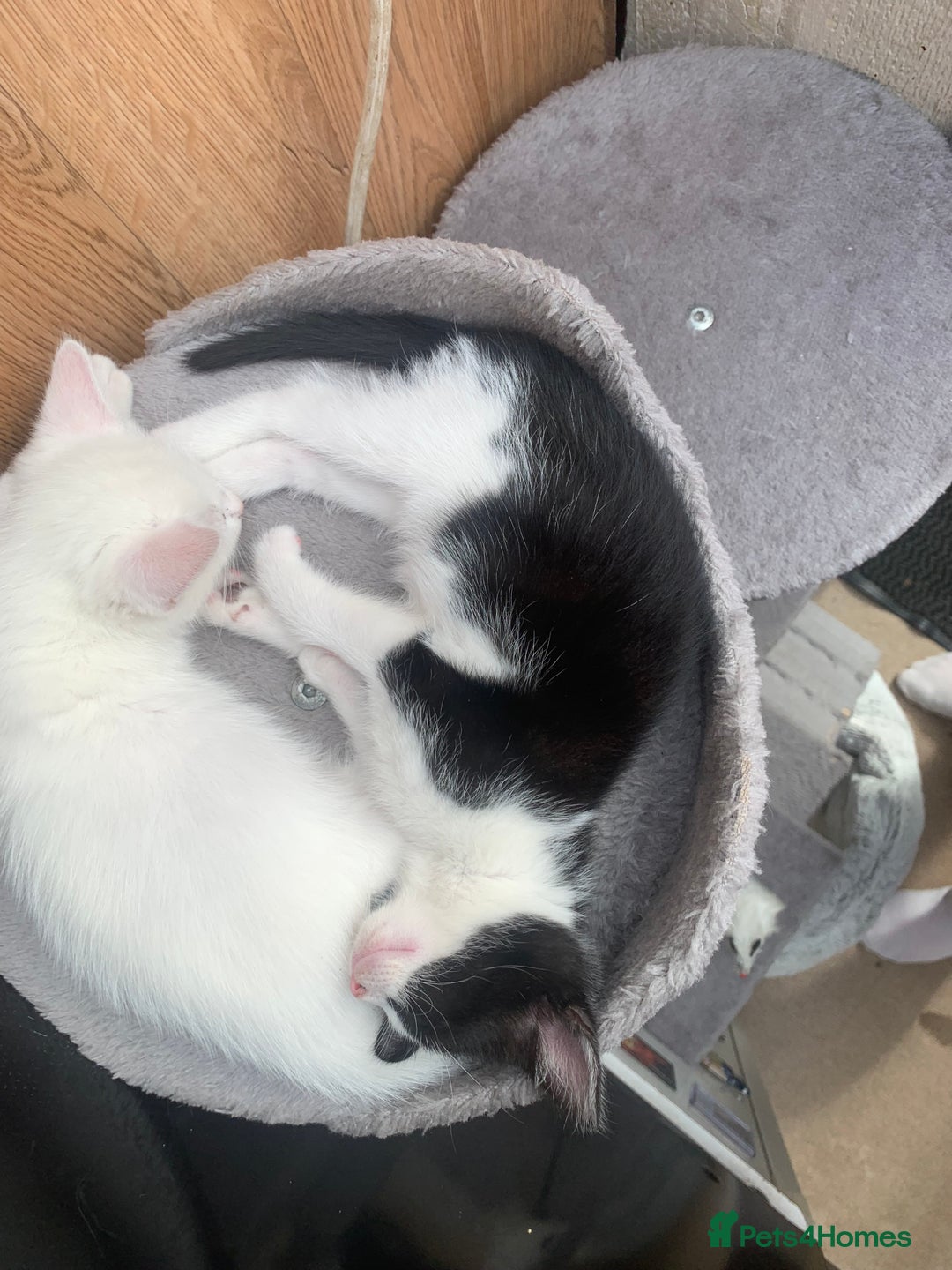 Mixed Breed cats for sale: Last two cuddly kittens - Image 11