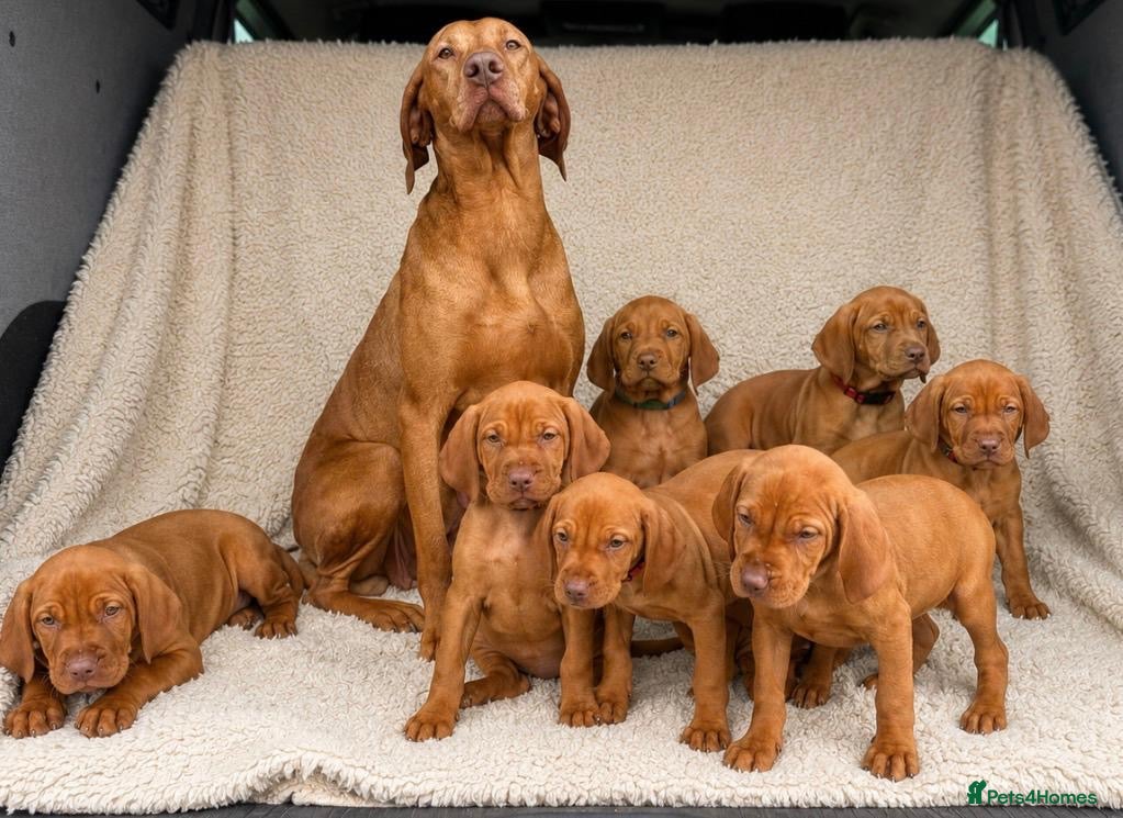 Hungarian Vizsla dogs 🐶Adorable KC Hungarian Vizsla Puppies 💗🩵 - Advert 1