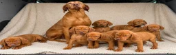 Hungarian Vizsla dogs for sale: 🐶Adorable KC Hungarian Vizsla Puppies 💗🩵 - Advert 7