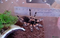 Tarantulas invertebrates for sale: 2 Tarantulas with enclosures  - Image 2