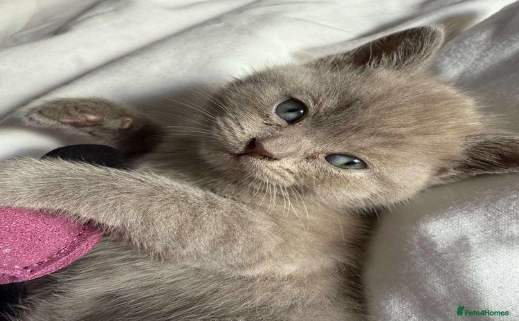 British Shorthair cats - Advert 14