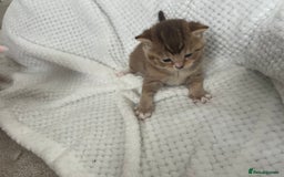 British Shorthair cats for sale: 5 beautiful British shorthair kittens - Image 4