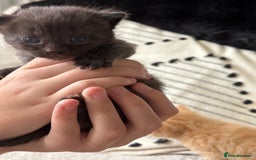 Mixed Breed cats for sale: Kittens  - Image 7