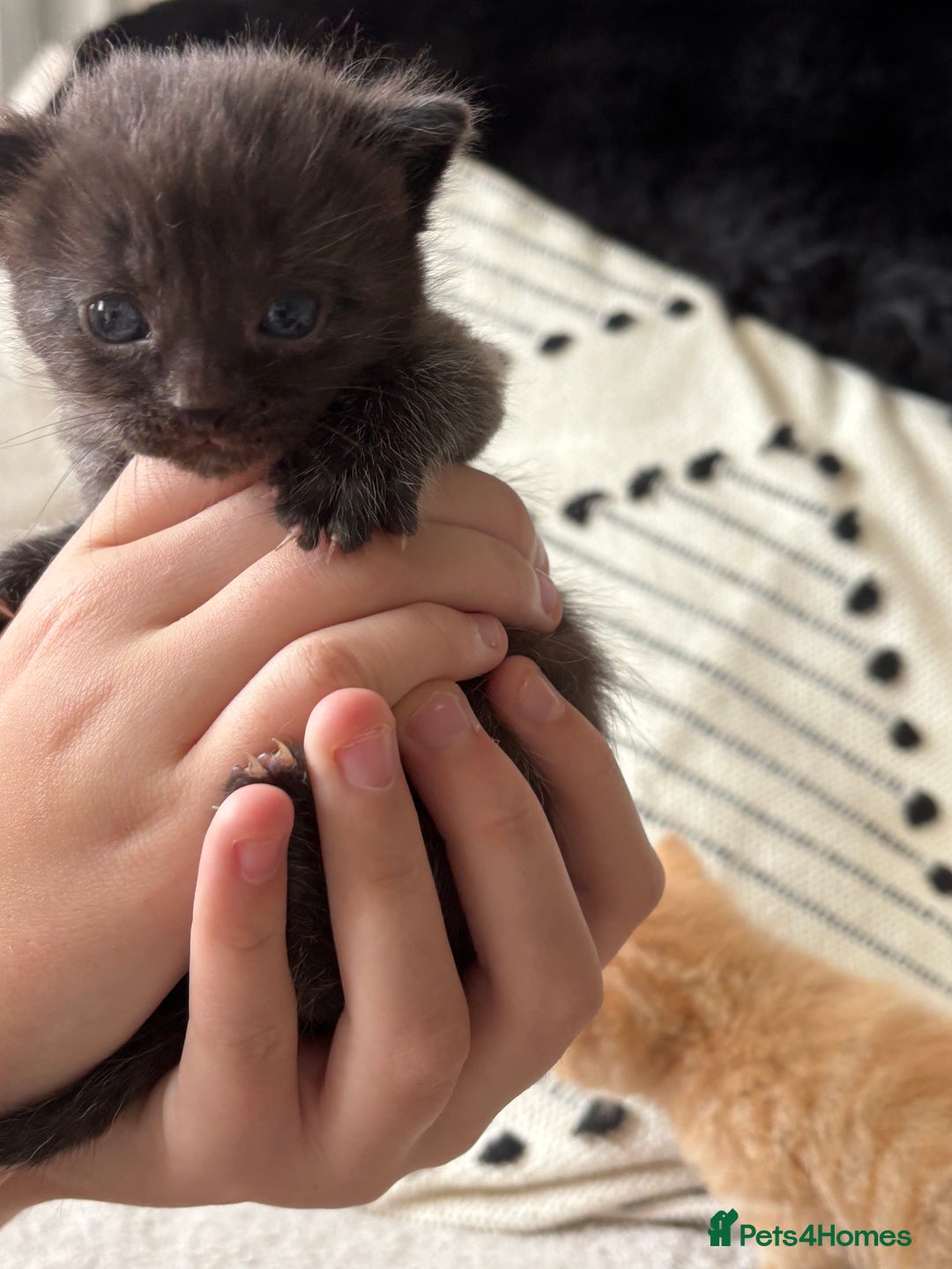 Mixed Breed cats for sale: Kittens  - Image 7