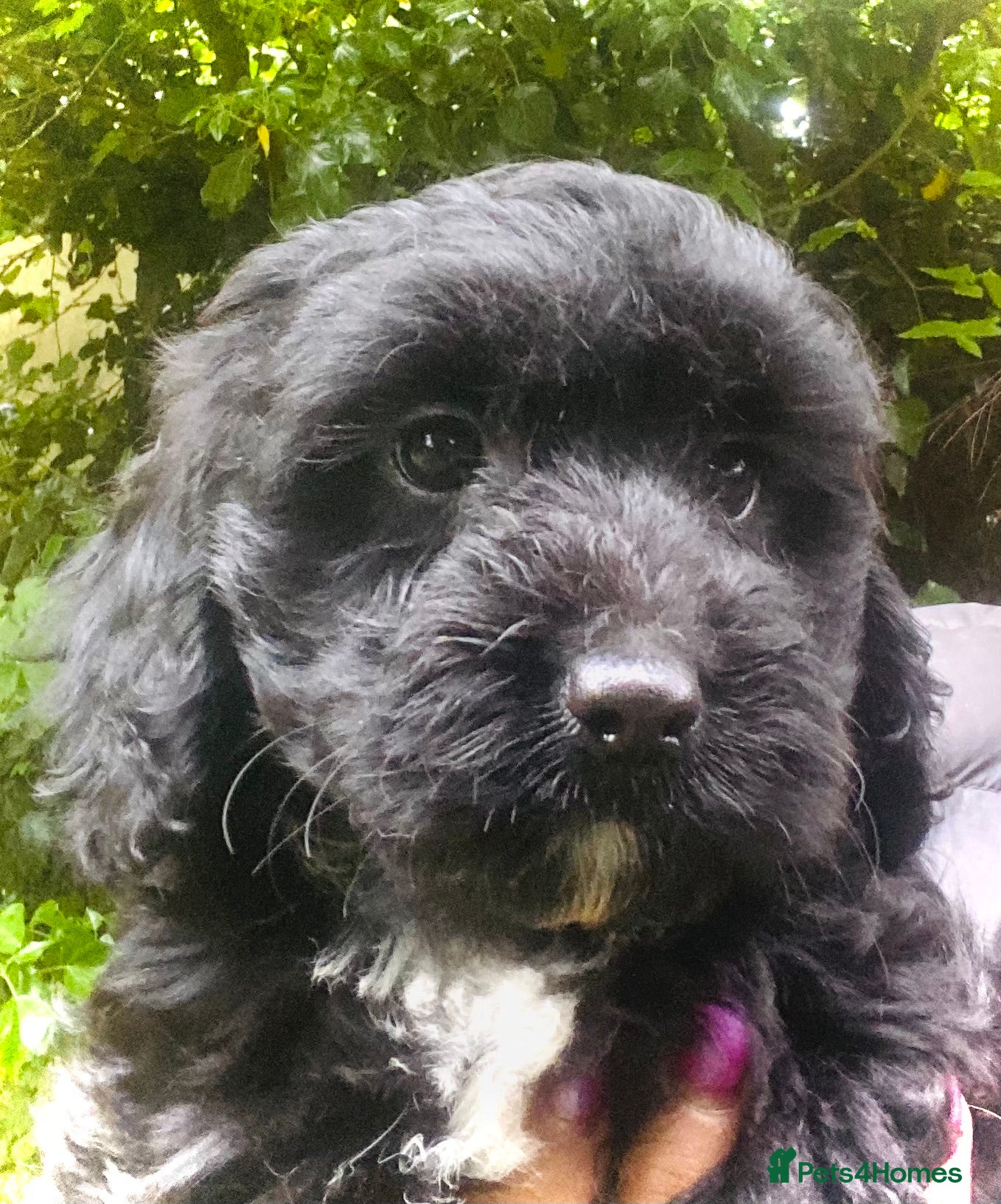 Cockapoo dogs 🌟TOY COCKAPOO ~RECOMMENDED ETHICAL BREEDER 🌟 - Advert 12