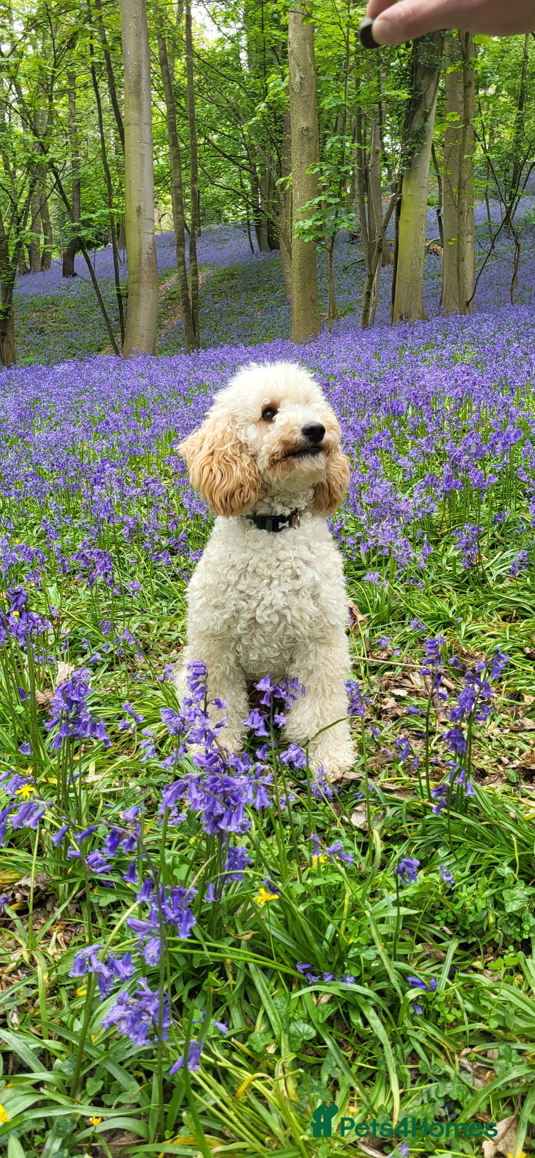 Miniature Poodle dogs KC Reg Miniature Poodle Stud in Norwich - Advert 24