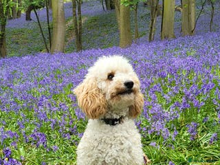 Miniature Poodle dogs KC Reg Miniature Poodle Stud in Norwich - Advert 12