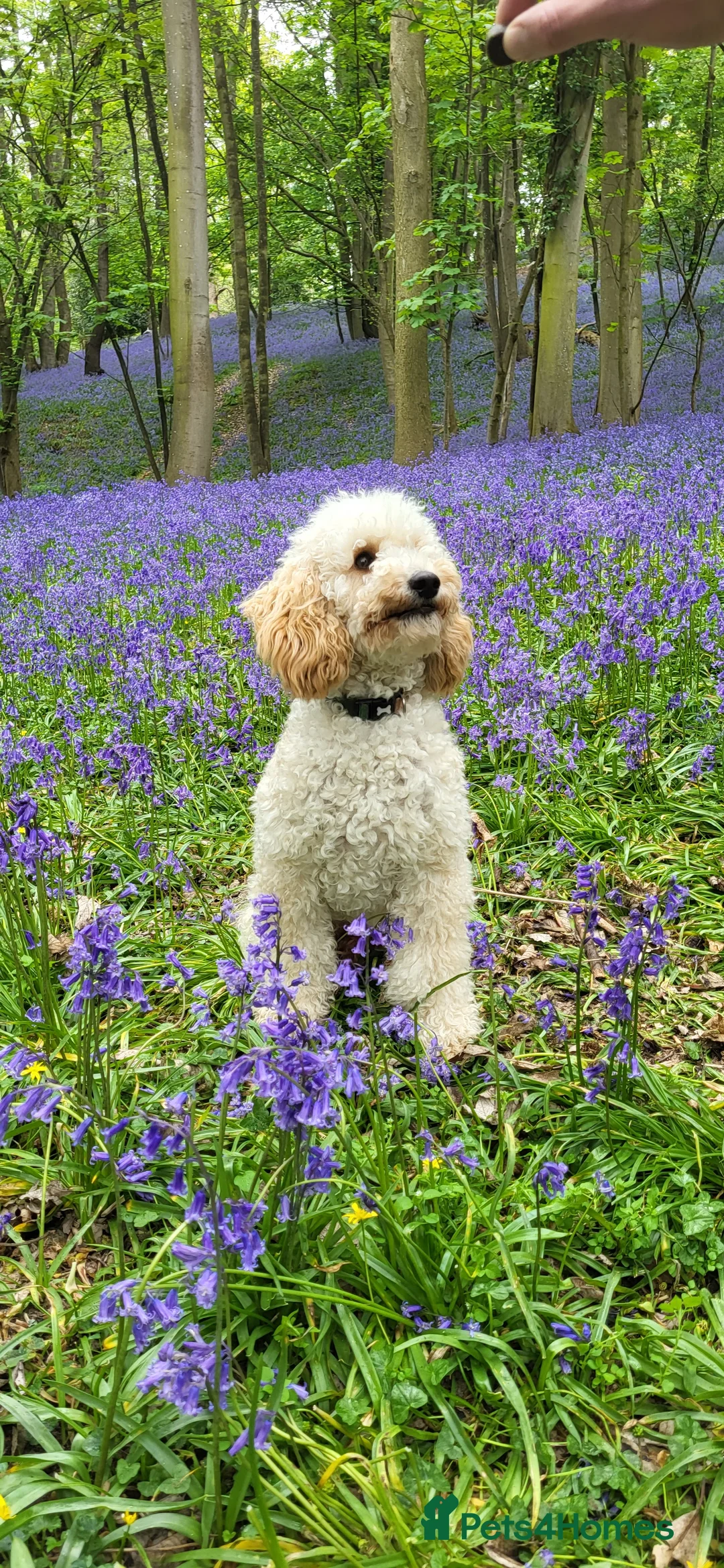 Miniature Poodle dogs for stud: KC Reg Miniature Poodle Stud in Norwich - Advert 1