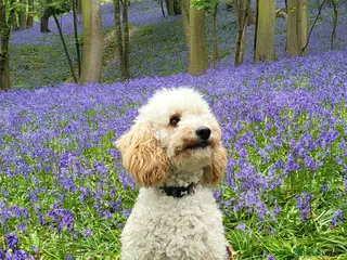 Miniature Poodle dogs KC Reg Miniature Poodle Stud in Norwich - Advert 19