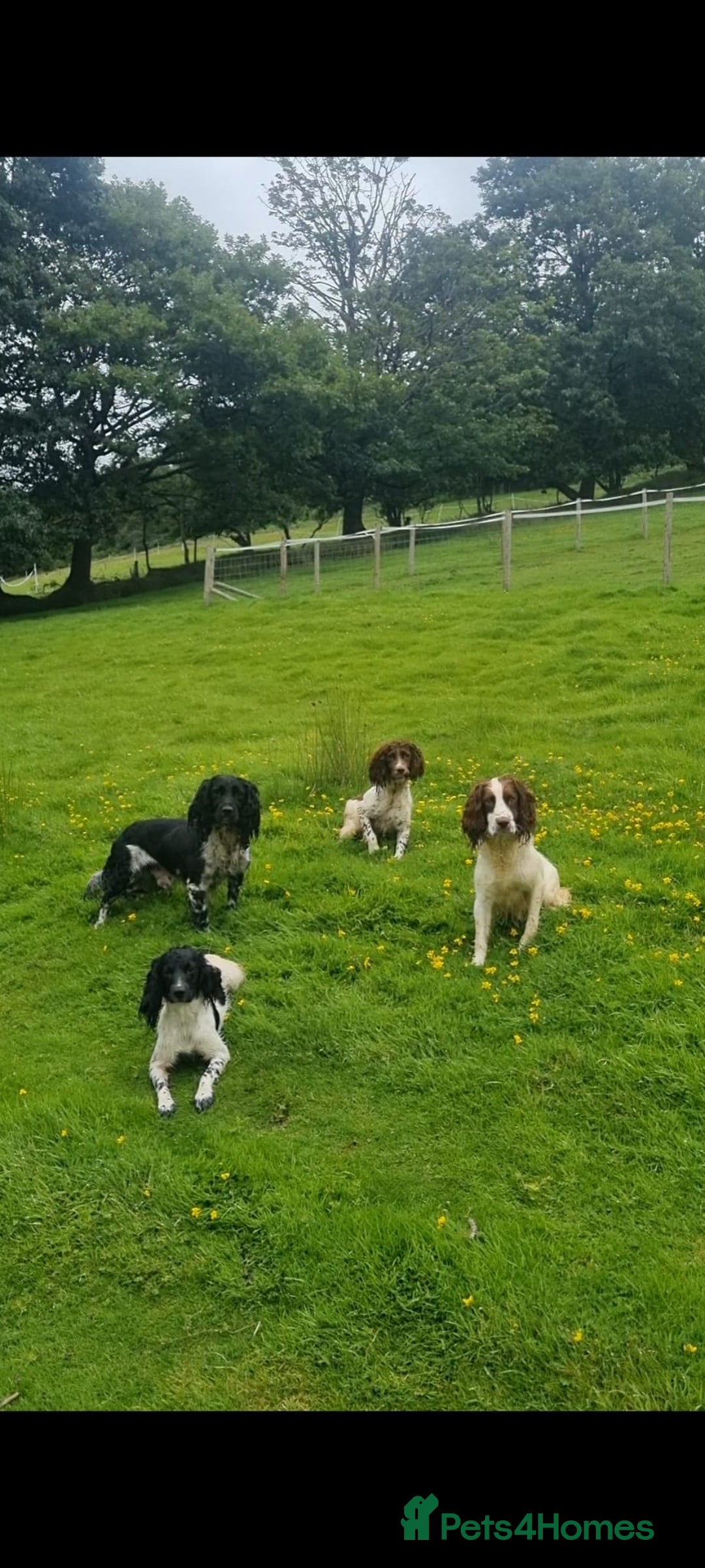 English Springer Spaniel dogs for sale: 1 black and white Springer Dog Pup for sale - Advert 4